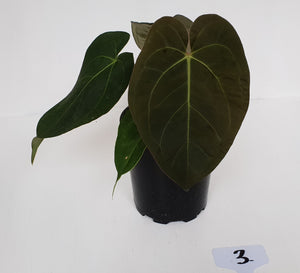 #3 Anthurium 'Velvet Shadow'