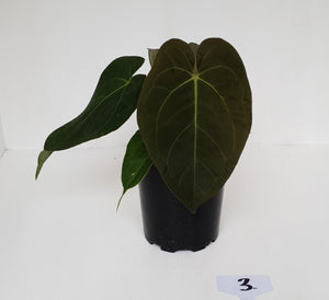 #3 Anthurium 'Velvet Shadow'