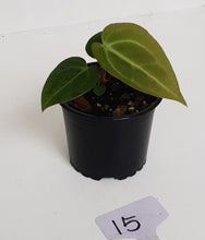 Load image into Gallery viewer, #15 Anthurium Magnificum Hybrid x - Seedling