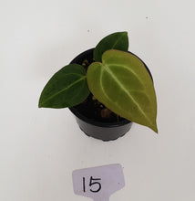 Load image into Gallery viewer, #15 Anthurium Magnificum Hybrid x - Seedling