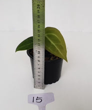 Load image into Gallery viewer, #15 Anthurium Magnificum Hybrid x - Seedling