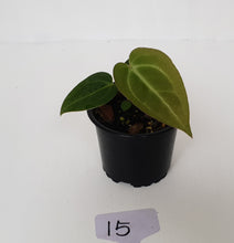 Load image into Gallery viewer, #15 Anthurium Magnificum Hybrid x - Seedling