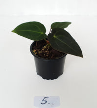Load image into Gallery viewer, #5 Anthurium Papillilaminum Hybrid x - Seedling