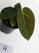 Load image into Gallery viewer, #4 Anthurium Papillilaminum Hybrid x - Seedling