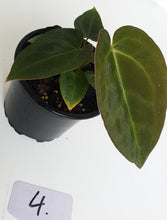 Load image into Gallery viewer, #4 Anthurium Papillilaminum Hybrid x - Seedling
