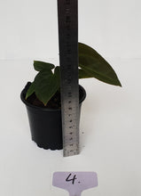 Load image into Gallery viewer, #4 Anthurium Papillilaminum Hybrid x - Seedling