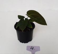 Load image into Gallery viewer, #4 Anthurium Papillilaminum Hybrid x - Seedling