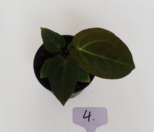 Load image into Gallery viewer, #4 Anthurium Papillilaminum Hybrid x - Seedling