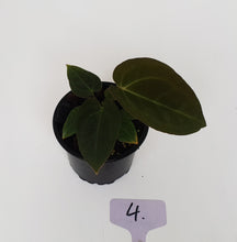 Load image into Gallery viewer, #4 Anthurium Papillilaminum Hybrid x - Seedling