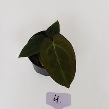 Load image into Gallery viewer, #4 Anthurium Papillilaminum Hybrid x - Seedling