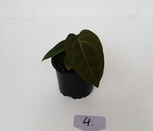 Load image into Gallery viewer, #4 Anthurium Papillilaminum Hybrid x - Seedling