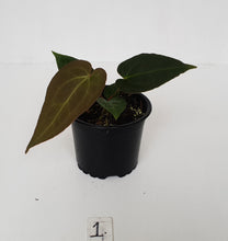 Load image into Gallery viewer, #1 Anthurium Papillilaminum Hybrid x - Seedling
