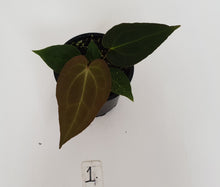 Load image into Gallery viewer, #1 Anthurium Papillilaminum Hybrid x - Seedling