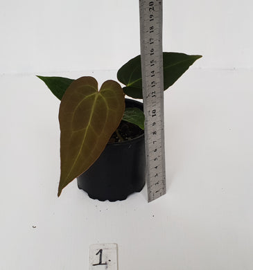 #1 Anthurium Papillilaminum Hybrid x - Seedling