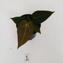 Load image into Gallery viewer, #1 Anthurium Papillilaminum Hybrid x - Seedling