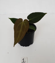 Load image into Gallery viewer, #1 Anthurium Papillilaminum Hybrid x - Seedling