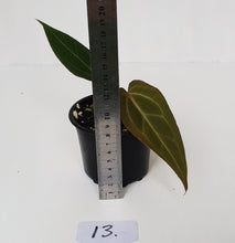 Load image into Gallery viewer, #13 Anthurium Magnificum Hybrid x - Seedling