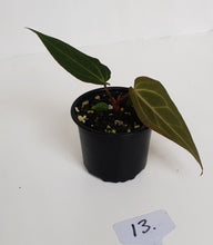 Load image into Gallery viewer, #13 Anthurium Magnificum Hybrid x - Seedling
