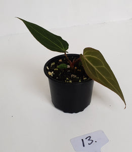 #13 Anthurium Magnificum Hybrid x - Seedling