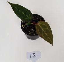 Load image into Gallery viewer, #13 Anthurium Magnificum Hybrid x - Seedling
