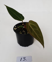 Load image into Gallery viewer, #13 Anthurium Magnificum Hybrid x - Seedling