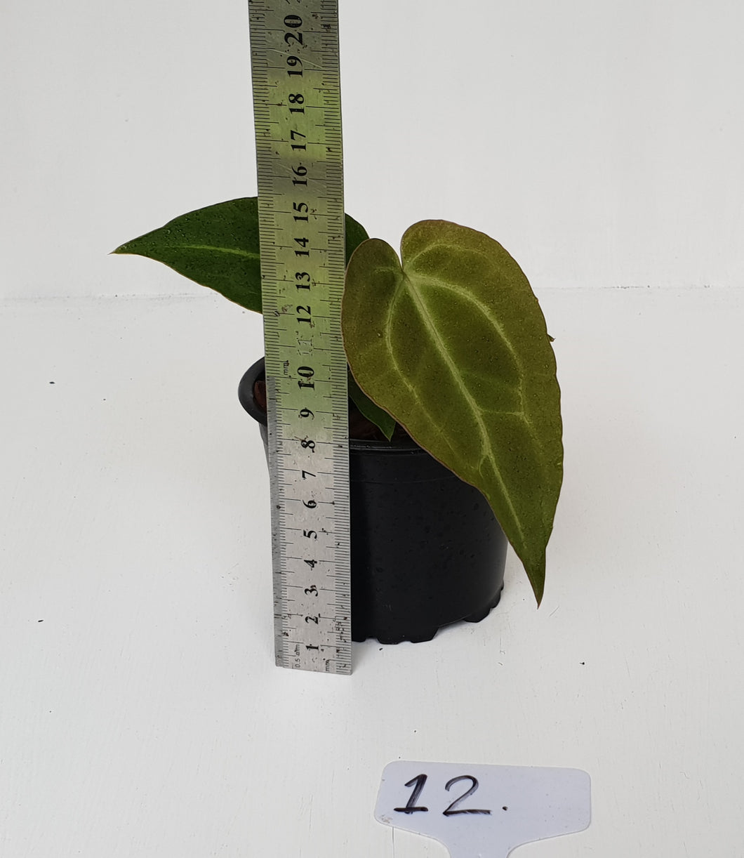 #12 Anthurium Magnificum Hybrid x - Seedling