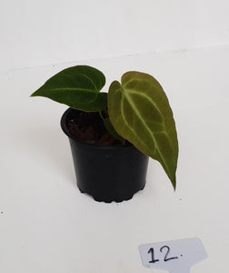 #12 Anthurium Magnificum Hybrid x - Seedling