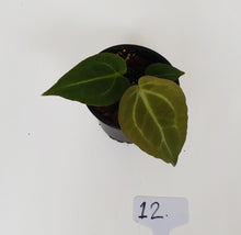 Load image into Gallery viewer, #12 Anthurium Magnificum Hybrid x - Seedling