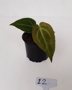 #12 Anthurium Magnificum Hybrid x - Seedling