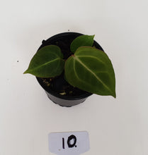 Load image into Gallery viewer, #10 Anthurium Magnificum Hybrid x - Seedling