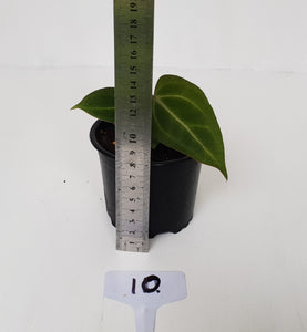 #10 Anthurium Magnificum Hybrid x - Seedling
