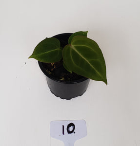 #10 Anthurium Magnificum Hybrid x - Seedling