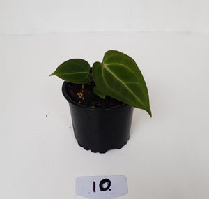 #10 Anthurium Magnificum Hybrid x - Seedling