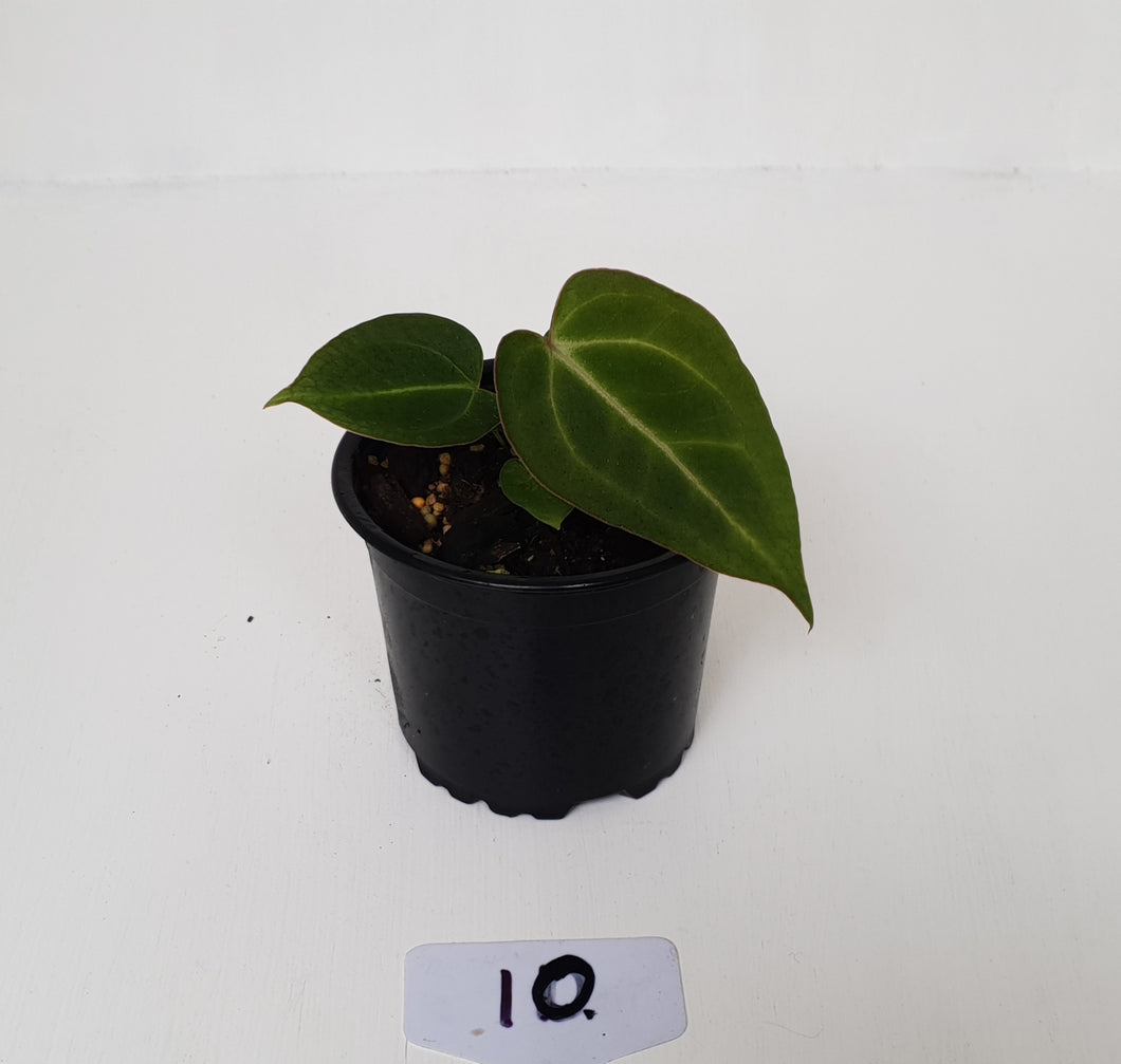#10 Anthurium Magnificum Hybrid x - Seedling