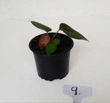 Load image into Gallery viewer, #9 Anthurium Magnificum Hybrid x - Seedling