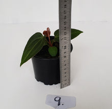 Load image into Gallery viewer, #9 Anthurium Magnificum Hybrid x - Seedling