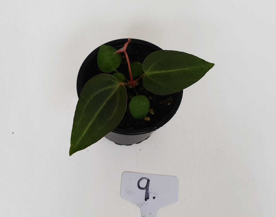 #9 Anthurium Magnificum Hybrid x - Seedling