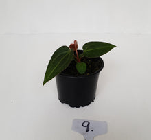 Load image into Gallery viewer, #9 Anthurium Magnificum Hybrid x - Seedling