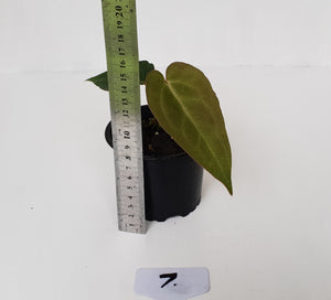 #7 Anthurium Magnificum Hybrid x - Seedling