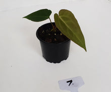 Load image into Gallery viewer, #7 Anthurium Magnificum Hybrid x - Seedling