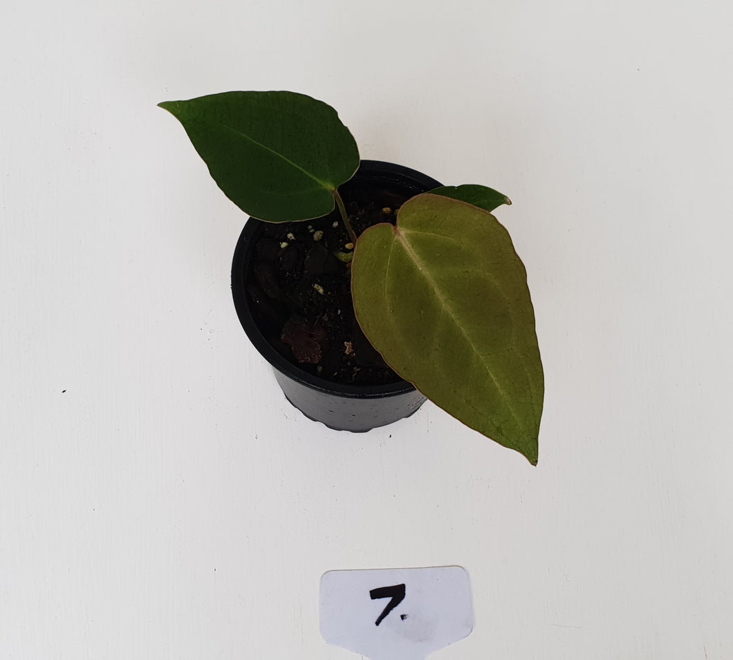 #7 Anthurium Magnificum Hybrid x - Seedling