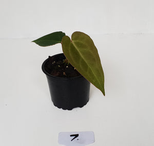 #7 Anthurium Magnificum Hybrid x - Seedling