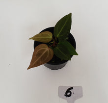 Load image into Gallery viewer, #6 Anthurium Magnificum Hybrid x - Seedling