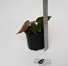 Load image into Gallery viewer, #6 Anthurium Magnificum Hybrid x - Seedling