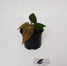 Load image into Gallery viewer, #6 Anthurium Magnificum Hybrid x - Seedling