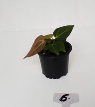 Load image into Gallery viewer, #6 Anthurium Magnificum Hybrid x - Seedling