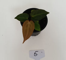 Load image into Gallery viewer, #5 Anthurium Magnificum Hybrid x - Seedling