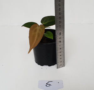 #5 Anthurium Magnificum Hybrid x - Seedling