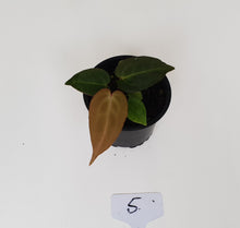 Load image into Gallery viewer, #5 Anthurium Magnificum Hybrid x - Seedling