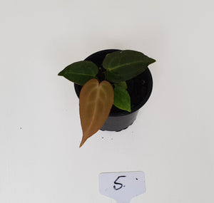 #5 Anthurium Magnificum Hybrid x - Seedling